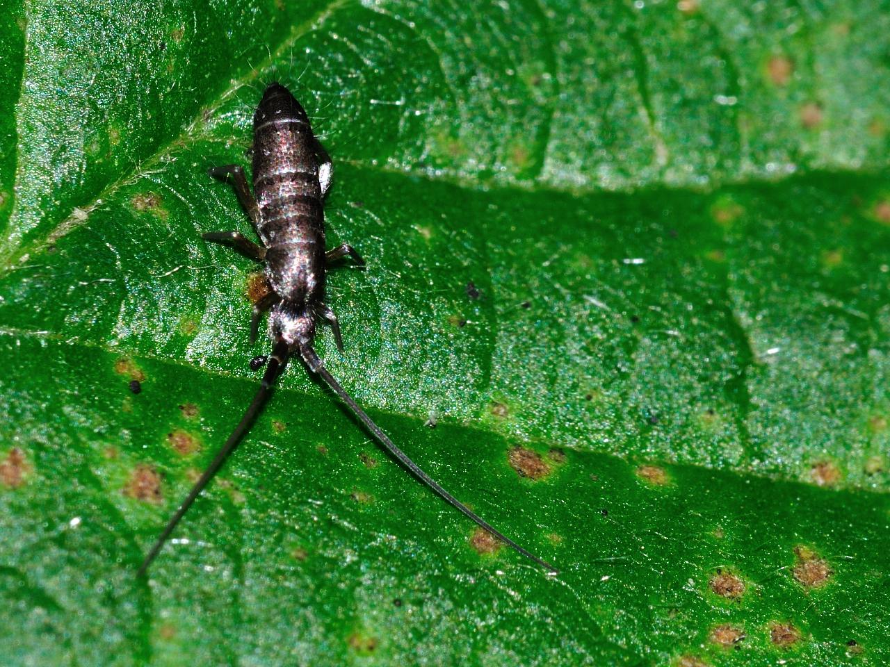 collembolo, Pogonognathellus longicornis